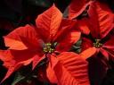 Poinsetta Christmas Star