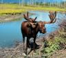 Alaska moose